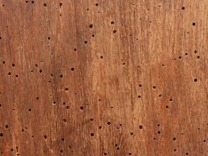 How Much is Woodworm Treatment