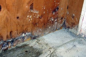 Damp & Timber Treatment in London