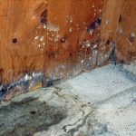 Treat Woodworm in London