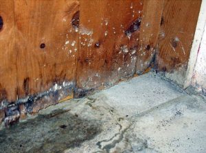 Treat Woodworm in London